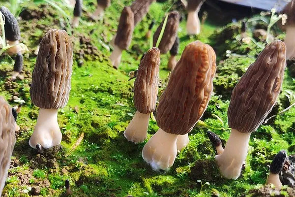 羊肚菌番茄牛肉湯太酸了怎么解決 羊肚菌番茄牛肉湯太酸了怎么解決