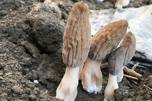 羊肚菌番茄牛肉湯的功效作用 羊肚菌番茄牛肉湯的功效作用