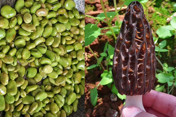 羊肚菌燜蠶豆的做法，有哪些禁忌呢