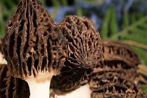 羊肚菌燜蠶豆的功效作用 羊肚菌燜蠶豆的功效作用