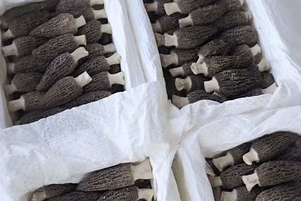 羊肚菌燜蠶豆的食用禁忌 羊肚菌燜蠶豆的食用禁忌