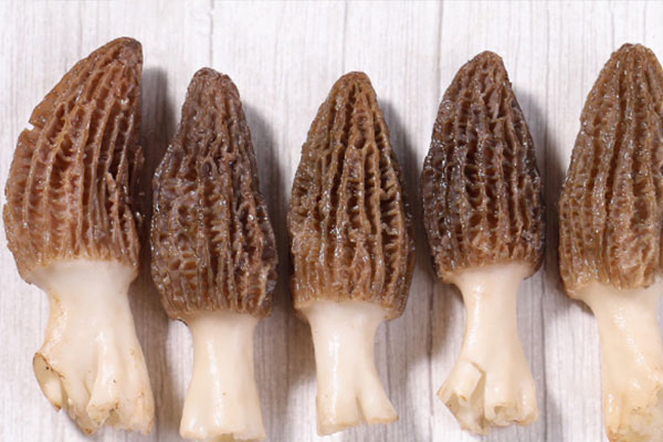 羊肚菌瘦肉南瓜盅的功效作用與營養(yǎng)價值 羊肚菌瘦肉南瓜盅的功效作用與營養(yǎng)價值