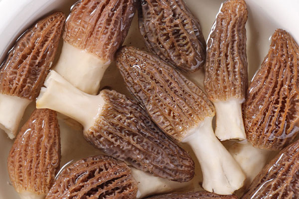 羊肚菌爆炒兔肉的功效作用與營(yíng)養(yǎng)價(jià)值 羊肚菌爆炒兔肉的功效作用與營(yíng)養(yǎng)價(jià)值