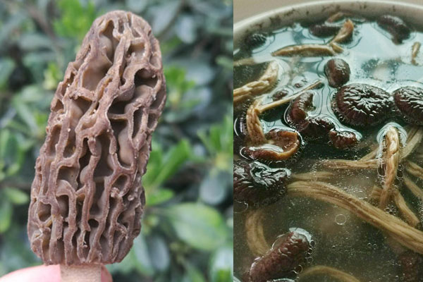 羊肚菌茶樹(shù)菇墨魚(yú)湯的做法，孕婦可以吃嗎