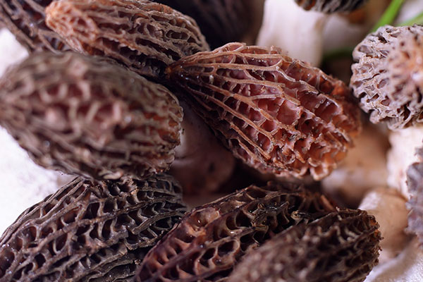 羊肚菌茶樹菇墨魚湯的功效作用 羊肚菌茶樹菇墨魚湯的功效作用