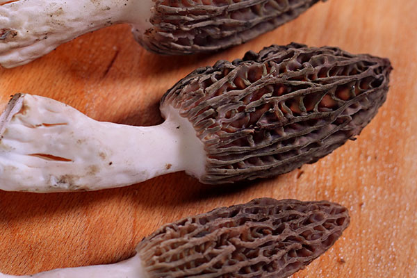 羊肚菌吃了會過敏嗎，長水痘可以吃羊肚菌嗎