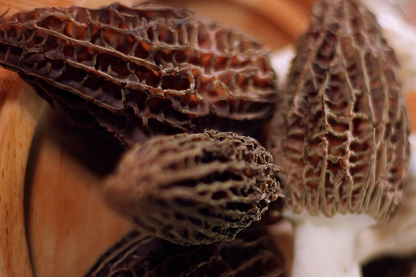 三鮮湯能放羊肚菌嗎，羊肚菌可以降血壓嗎