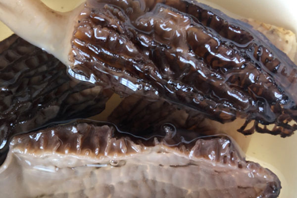 血壓高可以吃羊肚菌嗎，血糖高可以吃羊肚菌嗎