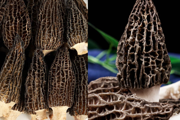 新鮮的羊肚菌貴還是干的羊肚菌貴，哪個煮湯好喝