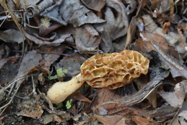 什么是小羊肚菌 什么是小羊肚菌