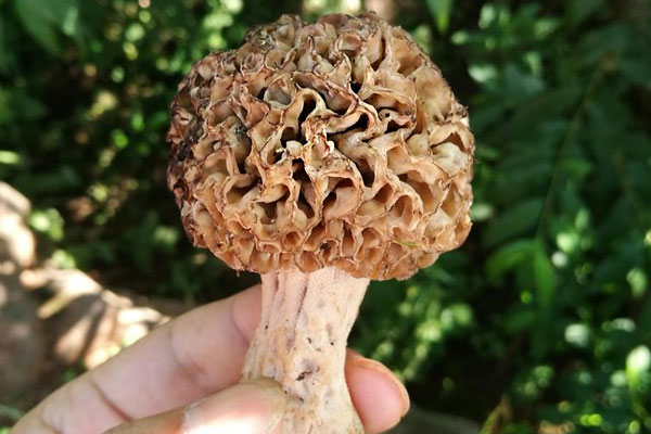 野生羊肚菌的生長(zhǎng)環(huán)境 野生羊肚菌的生長(zhǎng)環(huán)境