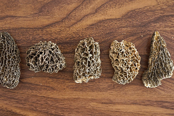 人工養(yǎng)殖羊肚菌的品質(zhì)好嗎 人工養(yǎng)殖羊肚菌的品質(zhì)好嗎