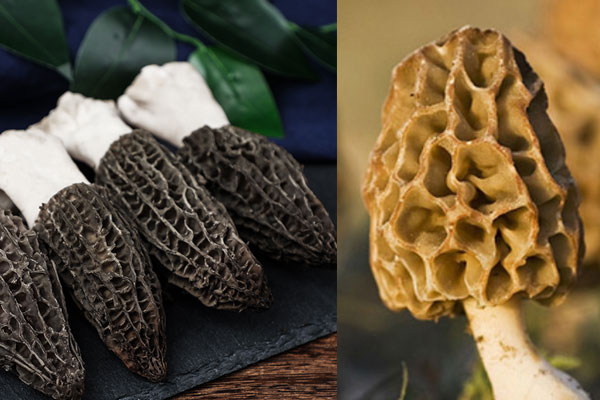 羊肚菌野生和養(yǎng)殖的區(qū)別，羊肚菌頭茬是什么意思