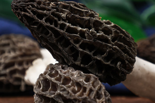 什么是羊肚菌頭茬 什么是羊肚菌頭茬