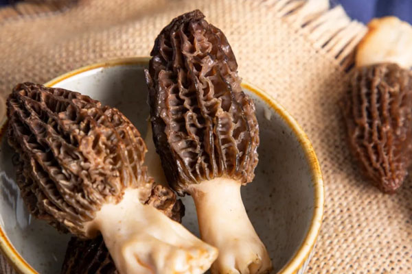 頭期羊肚菌是什么意思，羊肚菌對光線的要求高嗎