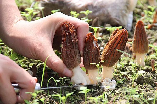 買羊肚菌要注意什么，羊肚菌老了能吃嗎