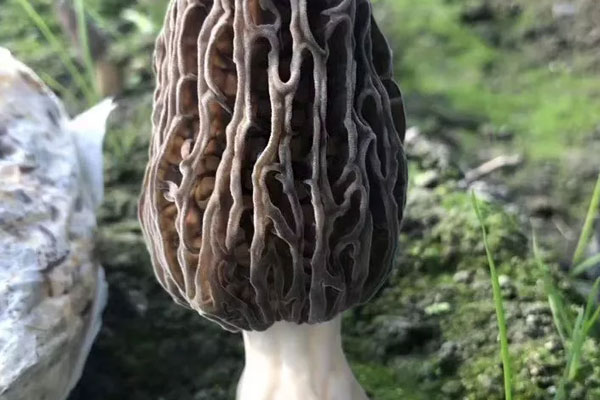 老的羊肚菌還可以吃嗎