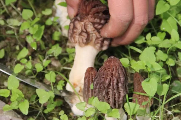 吃羊肚菌的好處