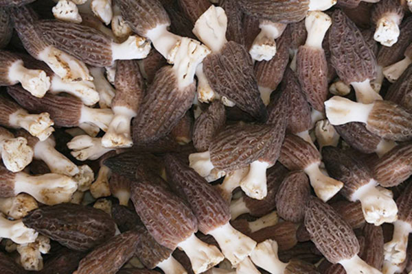 羊肚菌燜豆腐的功效作用 羊肚菌燜豆腐的功效作用