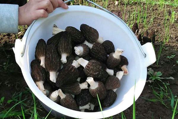 羊肚菌燜豆腐的竅門 羊肚菌燜豆腐的竅門