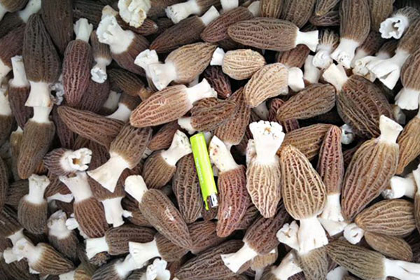 肉釀羊肚菌燜胡蘿卜發(fā)芽了還能吃嗎 肉釀羊肚菌燜胡蘿卜發(fā)芽了還能吃嗎