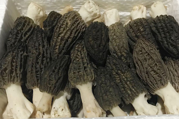 羊肚菌豆苗湯的功效作用 羊肚菌豆苗湯的功效作用