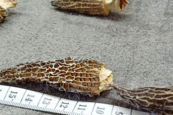 獅子頭羊肚菌湯的食用禁忌 獅子頭羊肚菌湯的食用禁忌