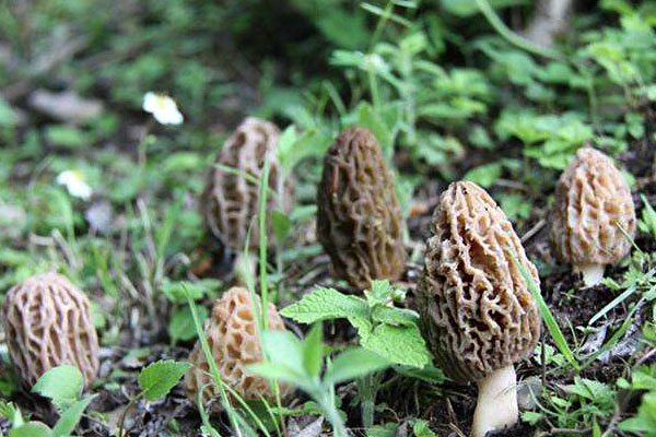 羊肚菌竹蓀湯的功效作用 羊肚菌竹蓀湯的功效作用