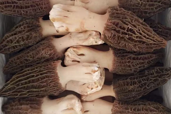 羊肚菌麻辣火鍋怎么吃不上火 羊肚菌麻辣火鍋怎么吃不上火