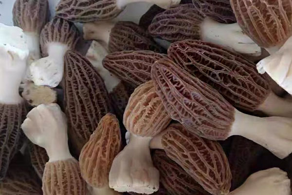 羊肚菌醬油面好不好吃 羊肚菌醬油面好不好吃