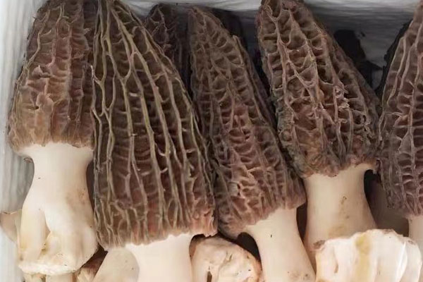 羊肚菌醬油面的竅門 羊肚菌醬油面的竅門