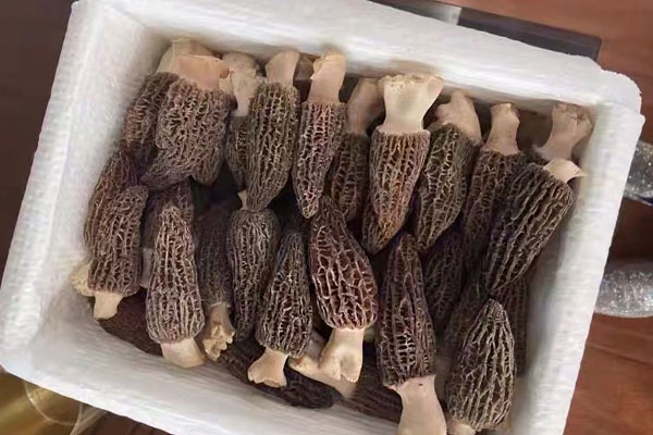 羊肚菌豆腐番茄湯的功效作用 羊肚菌豆腐番茄湯的功效作用