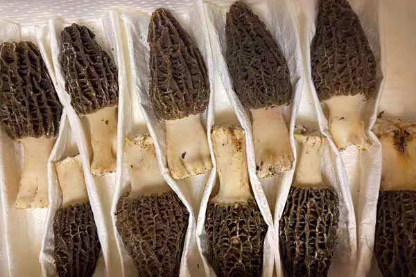 羊肚菌番茄雞蛋面的做法竅門 羊肚菌番茄雞蛋面的做法竅門