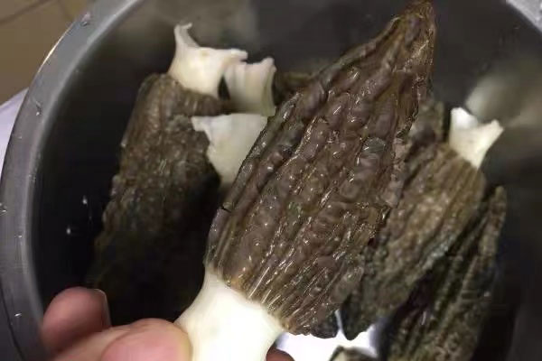 羊肚菌烤箱蒸蛋的小技巧 羊肚菌烤箱蒸蛋的小技巧