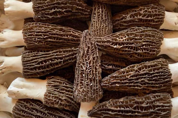 羊肚菌烤箱蒸蛋蒸多少分鐘 羊肚菌烤箱蒸蛋蒸多少分鐘