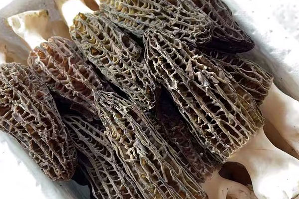 烤羊肚菌的功效作用與營養(yǎng)價值 烤羊肚菌的功效作用與營養(yǎng)價值