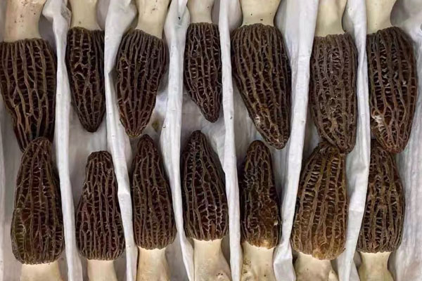 羊肚菌清湯火鍋的涮菜順序 羊肚菌清湯火鍋的涮菜順序