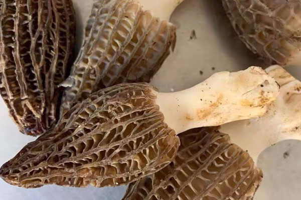 羊肚菌魚膠蝦湯燉湯和煲湯的區(qū)別 羊肚菌魚膠蝦湯燉湯和煲湯的區(qū)別