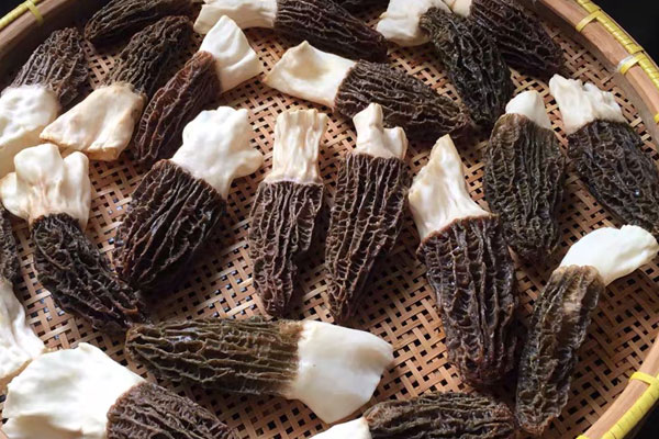 女人吃羊肚菌能補性功能嗎，羊肚菌能補腎陰嗎