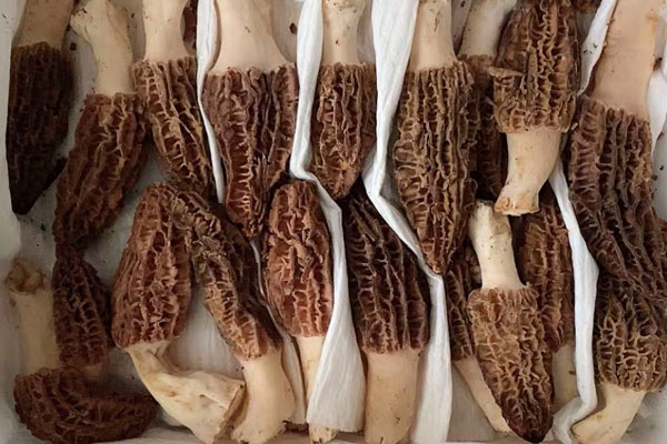 銷(xiāo)售的羊肚菌種類(lèi)有哪些 銷(xiāo)售的羊肚菌種類(lèi)有哪些