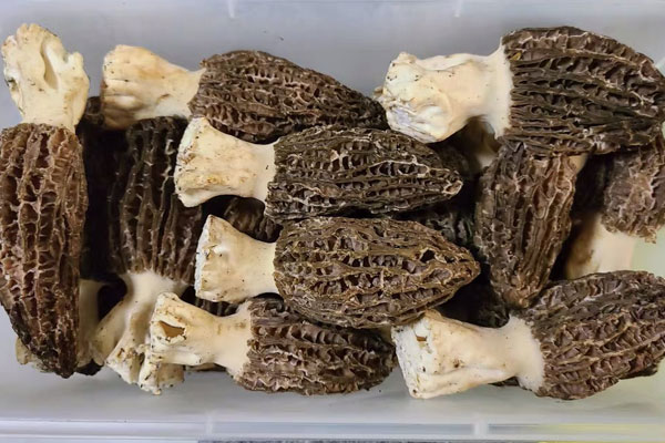 羊肚菌清蒸龍蝦要蒸多久 羊肚菌清蒸龍蝦要蒸多久