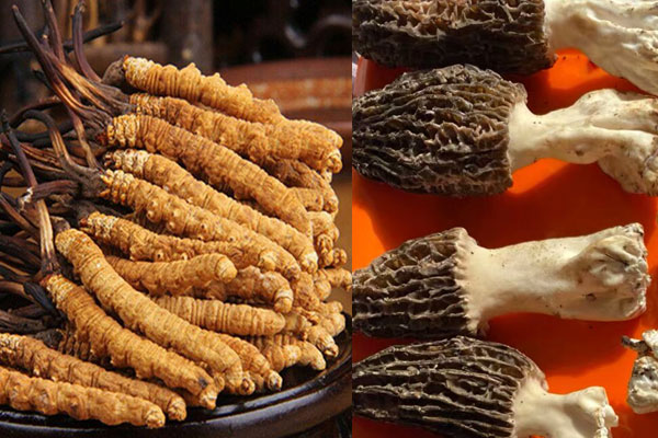 羊肚菌和冬蟲夏草哪個更好，羊肚菌補腎陽還是腎陰