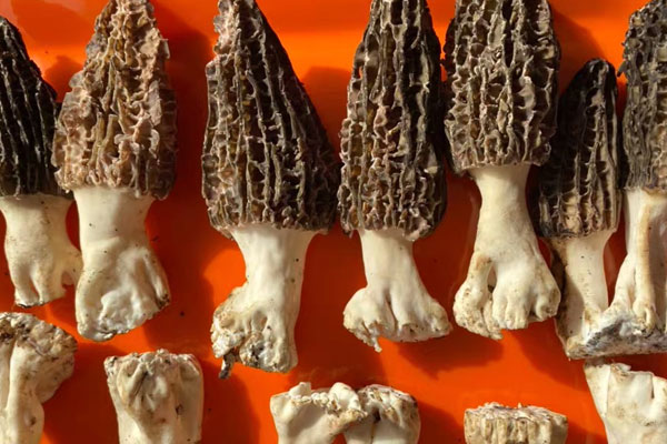 羊肚菌是補腎陽還是補腎陰呢