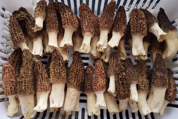 羊肚菌燜肉丸的做法竅門 羊肚菌燜肉丸的做法竅門