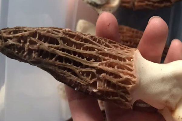 羊肚菌燜肉丸吃起來膩嗎 羊肚菌燜肉丸吃起來膩嗎