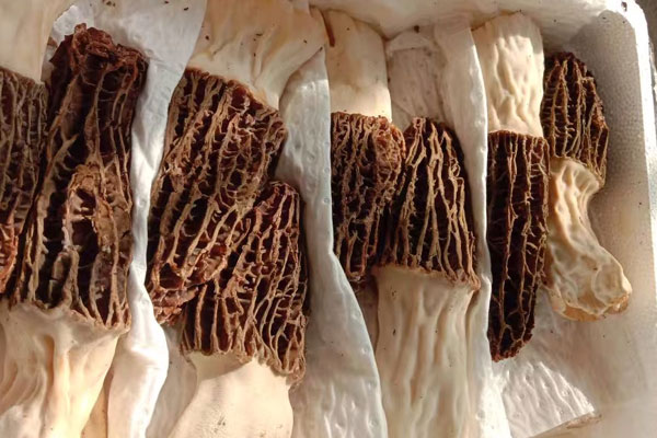 羊肚菌冬瓜湯怎么煮才會白 羊肚菌冬瓜湯怎么煮才會白