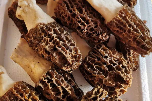 羊肚菌冬瓜湯會發(fā)胖嗎 羊肚菌冬瓜湯會發(fā)胖嗎