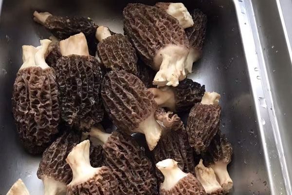 羊肚菌炒荷蘭豆用不用開水焯水 羊肚菌炒荷蘭豆用不用開水焯水