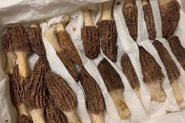 羊肚菌炒荷蘭豆沒有熟可以吃嗎 羊肚菌炒荷蘭豆沒有熟可以吃嗎