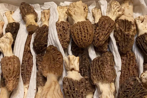 羊肚菌燉木耳第二天能吃嗎 羊肚菌燉木耳第二天能吃嗎